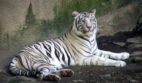 صوت النمر
