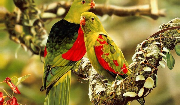 معلومات عن طيور الحب
