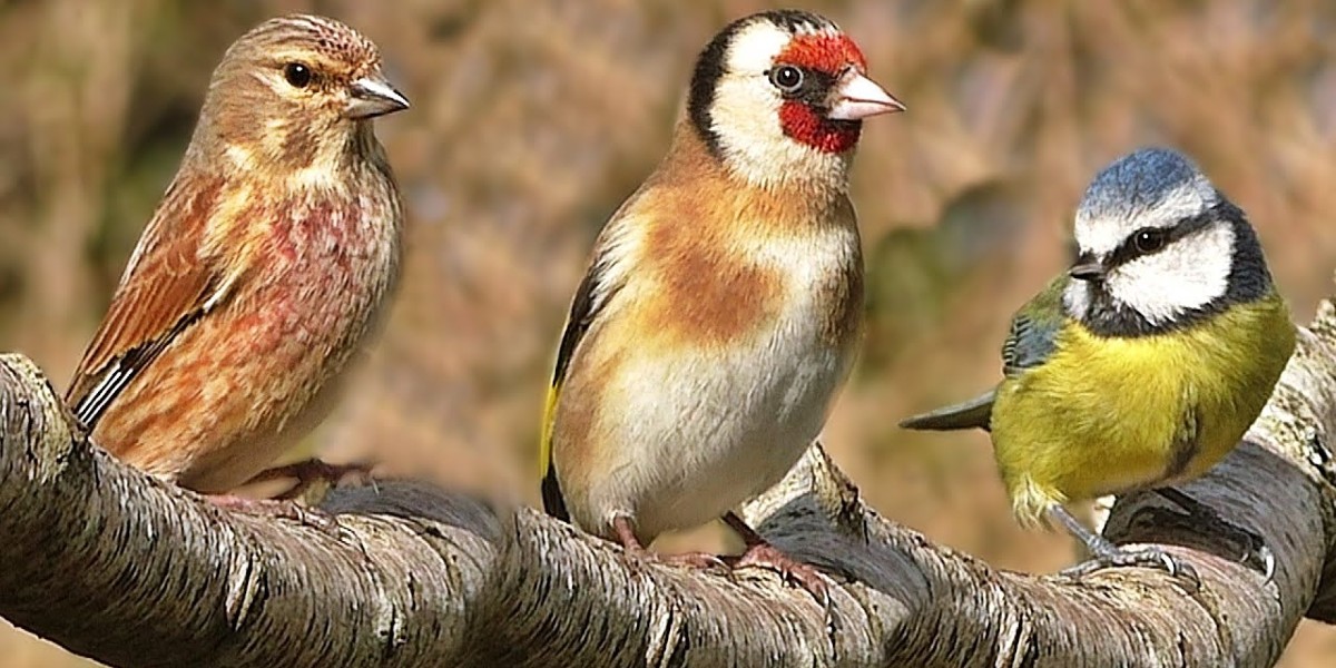 معلومات عن طيور الحب