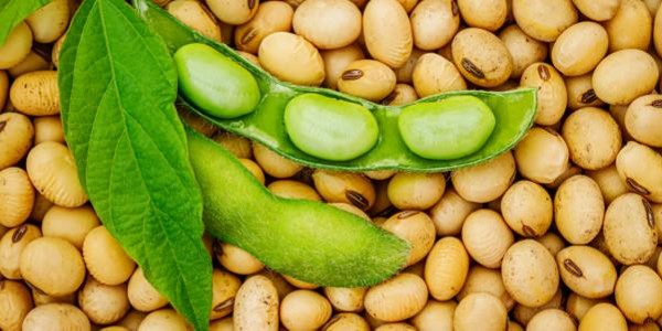 أضرار بودرة الصويا
