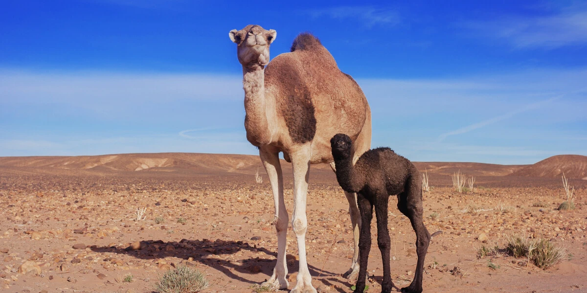 أضرار بول الإبل