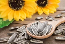 اضرار بذور دوار الشمس