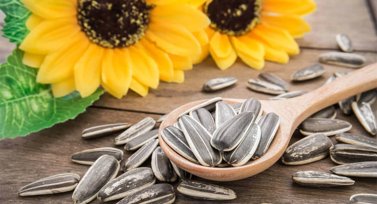 اضرار بذور دوار الشمس