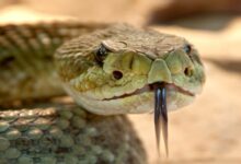 الفرق بين الثعبان والأفعى