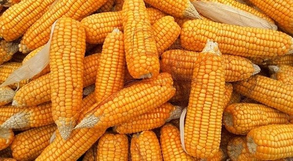 فوائد الذرة الصفراء