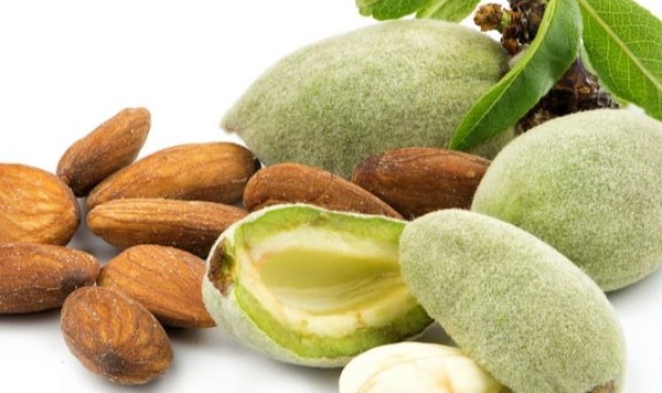 فوائد اللوز للمتزوجين