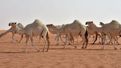 فوائد بول الإبل