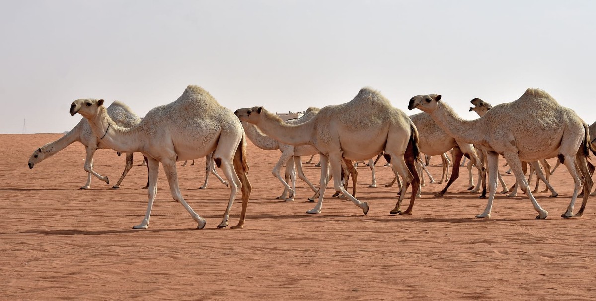 فوائد بول الإبل