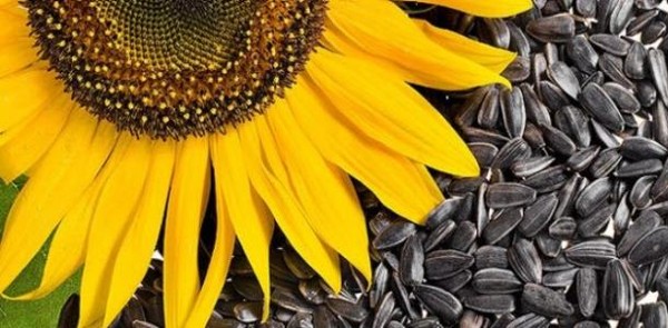 فوائد حب دوار الشمس