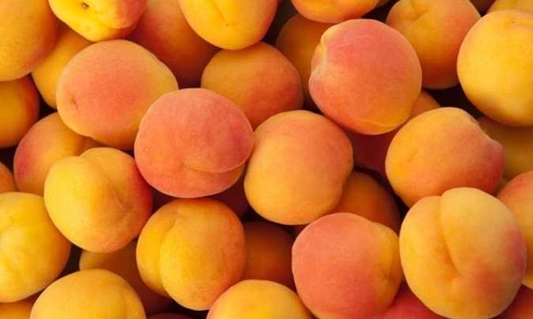 أضرار المشمش للرجال