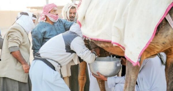 أضرار حليب الإبل للرجال