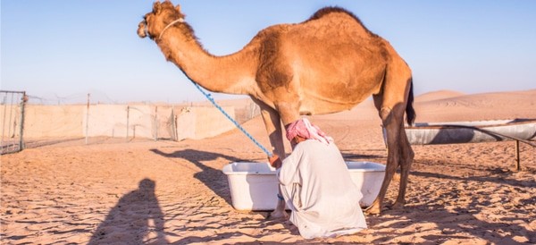 أضرار حليب الإبل للرجال