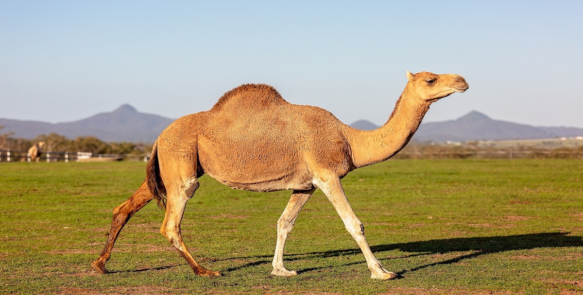 أضرار حليب الإبل