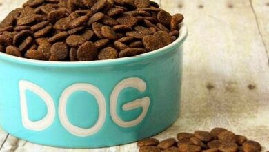 افضل أطعمة للكلاب