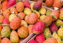 ما هى فوائد التين الشوكي ؟ 26 فوائد التين الشوكي