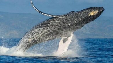 قصة يونس عليه السلام