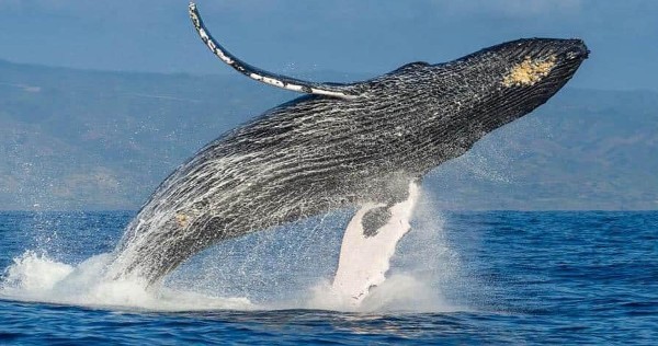 ما هى قصة يونس عليه السلام ؟ 1 قصة يونس عليه السلام