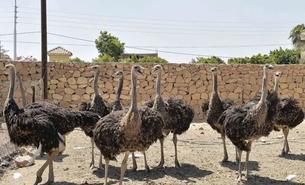 اهم معالم السياحة في جنوب أفريقيا 6 مزارع النعام