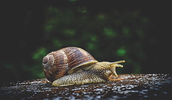 معلومات عن تربية الحلزون في المنزل