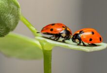 معلومات وحقائق عن الخنافس