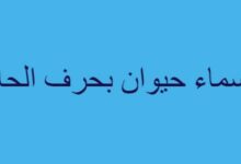 أسماء حيوان بحرف الحاء