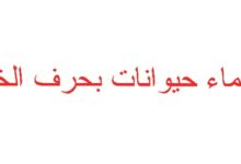 أسماء حيوانات بحرف الخاء