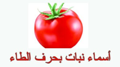 أسماء نبات بحرف الطاء
