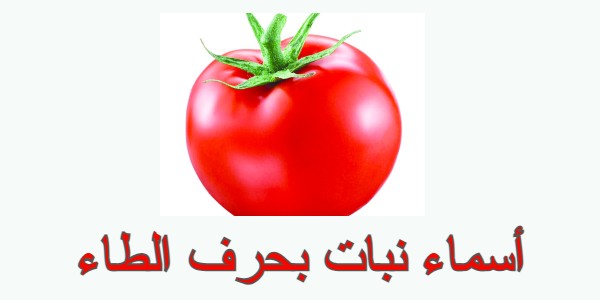 أسماء نبات بحرف الطاء