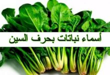أسماء نباتات بحرف السين