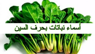 أسماء نباتات بحرف السين