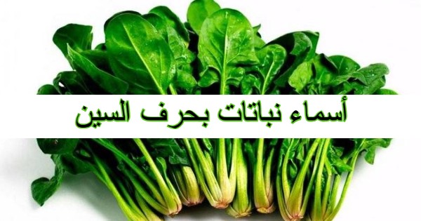 أسماء نباتات بحرف السين