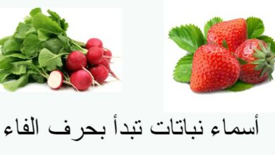 أسماء نباتات تبدأ بحرف الفاء