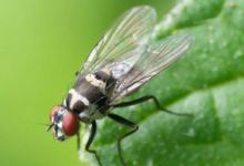 تفسير رؤية الذباب في المنام 26 الذباب في المنام