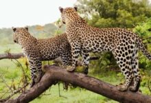 اجمل معالم السياحة في افريقيا 49 السياحة في افريقيا