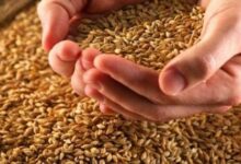 الصاع كم كيلو وما علاقته بالوضوء ؟ 20 الصاع كم كيلو