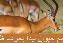 ظظ