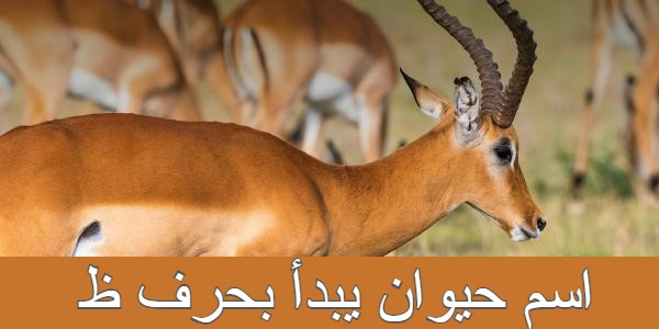 ظظ