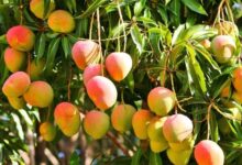 معلومات عن شجرة المانجو