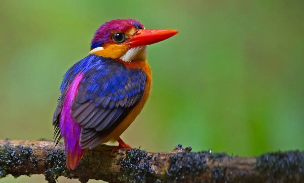 صور طيور ملونة جميلة جدا6