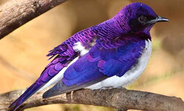 صور طيور ملونة جميلة جدا7
