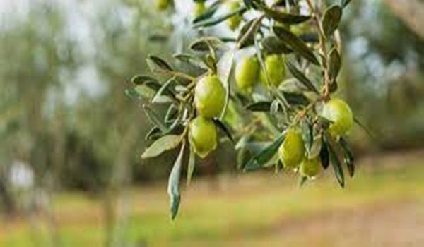 أكثر الدول إنتاجا للزيتون في العالم 2 أكثر الدول إنتاجا للزيتون في العالم