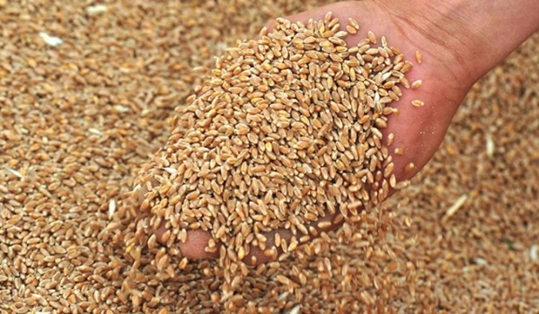 ترتيب أكبر الدول المصدرة للقمح في العالم