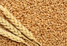 ترتيب أكبر الدول المصدرة للقمح في العالم