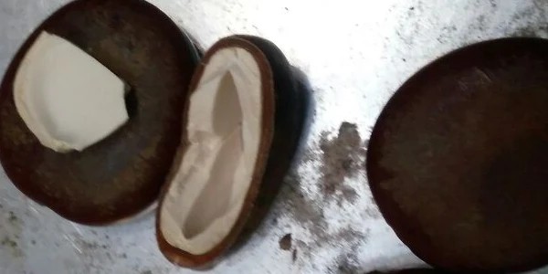 أضرار عشبة قرص القمر1