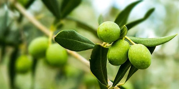 أضرار ورق الزيتون على الكلى