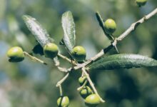 أضرار ورق الزيتون على الكلى4